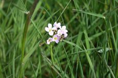 Wiesenschaumkraut-L 058.jpg